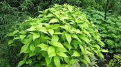 Leucosceptrum japonicum 'Aureum' — Caherhurley Nursery image