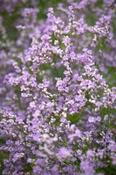 Limonium coriarium — Caherhurley Nursery image
