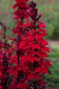 Lobelia x speciosa 'Starship Scarlet' — Caherhurley Nursery