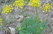 Lomatium grayi — Caherhurley Nursery image