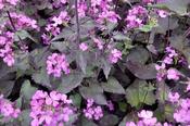 Lunaria annua 'Chedglow' — Caherhurley Nursery