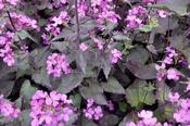 Lunaria annua 'Chedglow' — Caherhurley Nursery