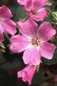 Malva cachemiriana — Caherhurley Nursery image