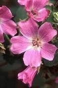 Malva cachemiriana — Caherhurley Nursery image