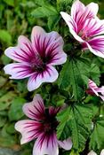 Malva sylvestris mauritiana 'Zebrina' — Caherhurley Nursery image