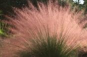 Muhlenbergia capillaris — Caherhurley Nursery image