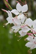 Oenothera lindheimeri 'Summer Breeze' — Caherhurley Nursery image