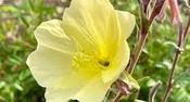 Oenothera macrocarpa fremontii 'Silver Wings' — Caherhurley Nursery image