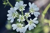 Orlaya grandiflora — Caherhurley Nursery image