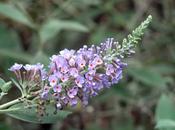 Buddleja 'Lochinch' — Caherhurley Nursery image