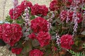 Hydrangea macrophylla 'Merveille Sanguine' — Caherhurley Nursery image