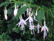 Fuchsia magellanica molinae 'Alba' — Caherhurley Nursery image