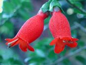 Mitraria coccinea — Caherhurley Nursery image