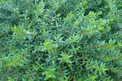 Paxistima canbyi — Caherhurley Nursery image