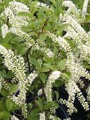 Itea virginica 'Henry's Garnet' — Caherhurley Nursery image