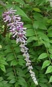 Buddleja lindleyana — Caherhurley Nursery image