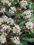 Heptacodium miconioides — Caherhurley Nursery image