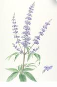 Vitex agnus-castus — Caherhurley Nursery