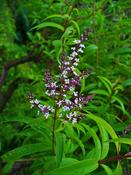 Aloysia citriodora — Caherhurley Nursery image