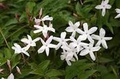 Jasminum officinale — Caherhurley Nursery image