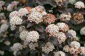 Physocarpus opulifolius 'Donna May' — Caherhurley Nursery image