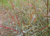 Salix purpurea 'Nancy Saunders' — Caherhurley Nursery image