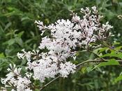 Syringa tigerstedtii — Caherhurley Nursery image