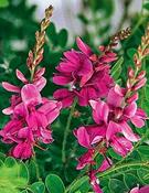 Indigofera heterantha — Caherhurley Nursery image