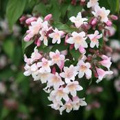 Kolkwitzia amabilis 'Pink Cloud' — Caherhurley Nursery image