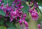 Lespedeza bicolor — Caherhurley Nursery image
