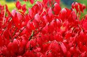 Euonymus alatus 'Compactus' — Caherhurley Nursery