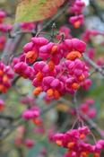 Euonymus europaeus 'Red Cascade' — Caherhurley Nursery image