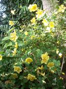 Hypericum bellum, pale form — Caherhurley Nursery image
