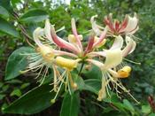 Lonicera periclymenum — Caherhurley Nursery image
