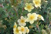 Potentilla fruticosa 'Vilmoriniana' — Caherhurley Nursery image