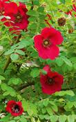Rosa 'Geranium' (moyesi-hybr.) — Caherhurley Nursery image