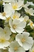 Rosa 'Kiftsgate' — Caherhurley Nursery image