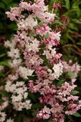 Deutzia x rosea 'Carminea' — Caherhurley Nursery image