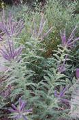 Amorpha canescens — Caherhurley Nursery image