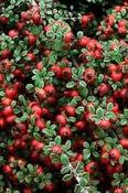 Cotoneaster 'Streib's Findling' — Caherhurley Nursery image