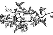 Hedera helix 'Donerailensis' — Caherhurley Nursery image