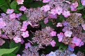 Hydrangea serrata 'Mont Aso' — Caherhurley Nursery image