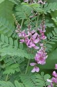 Indigofera splendens — Caherhurley Nursery image