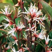 Sarcococca hookeriana digyna 'Purple Stem' — Caherhurley Nursery image