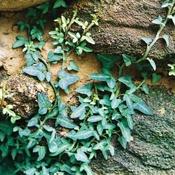 Hedera helix 'Spetchley' — Caherhurley Nursery image