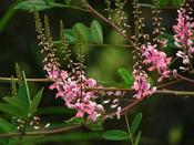 Indigofera amblyantha — Caherhurley Nursery