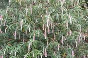 Rostrininucula dependens — Caherhurley Nursery image
