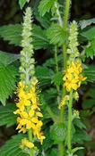 Agrimonia eupatoria — Caherhurley Nursery image