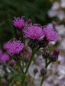 Serratula tinctoria — Caherhurley Nursery image