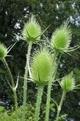 Dipsacus fullonum — Caherhurley Nursery